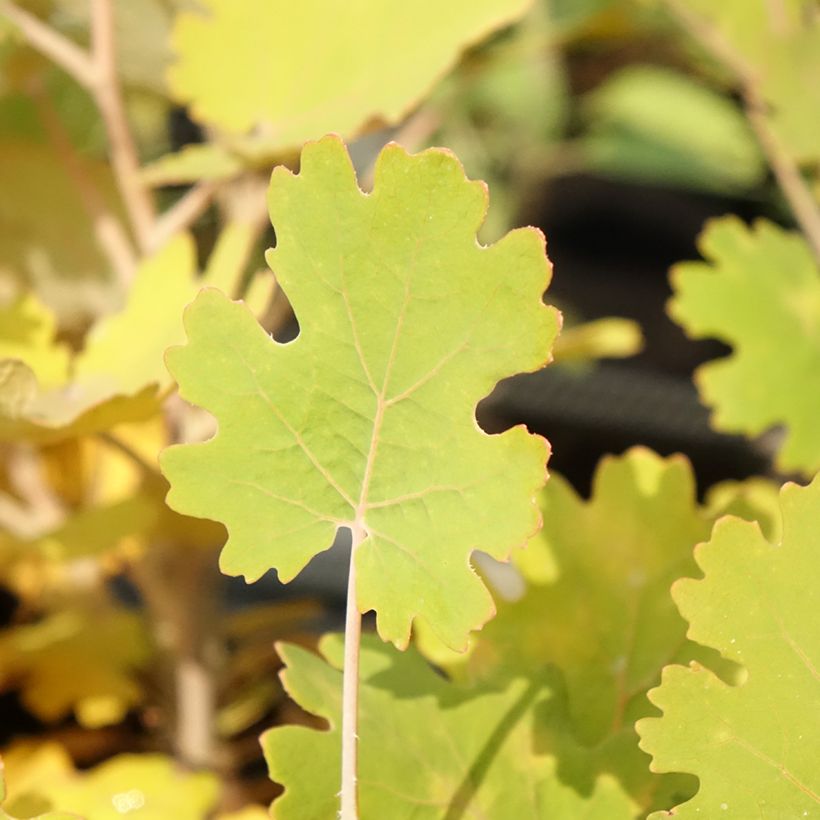 Macleaya microcarpa Kelway's Coral Plume - Roter Federmohn (Foliage)