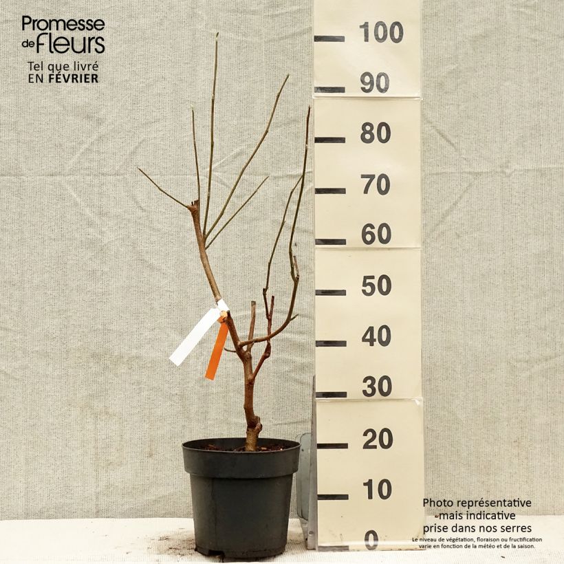 Exemplar von Magnolia acuminata Blue Baby - Gurken-Magnolie Topf mit 6L/7L wie im Winter geliefert