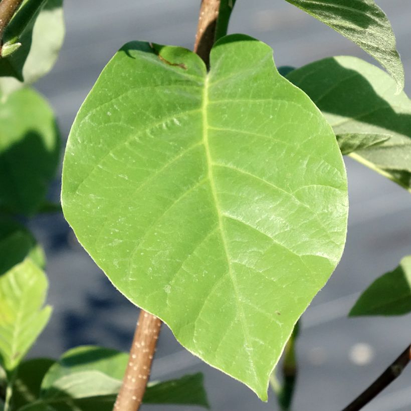 Magnolia acuminata Blue Baby - Gurken-Magnolie (Foliage)