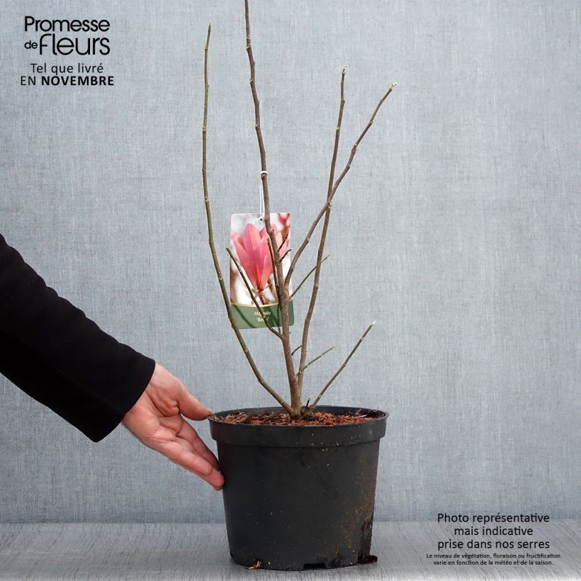 Example of Magnolia Betty - Magnolie Topf mit 4L/5L as you get in automne