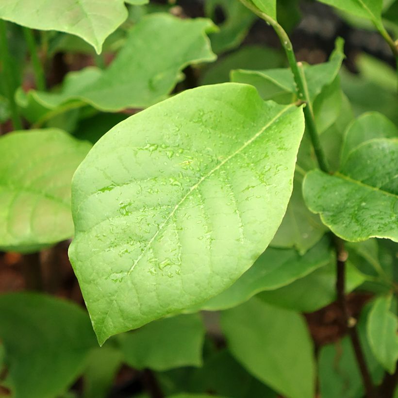 Magnolia brooklynensis Black Beauty - Magnolie (Foliage)