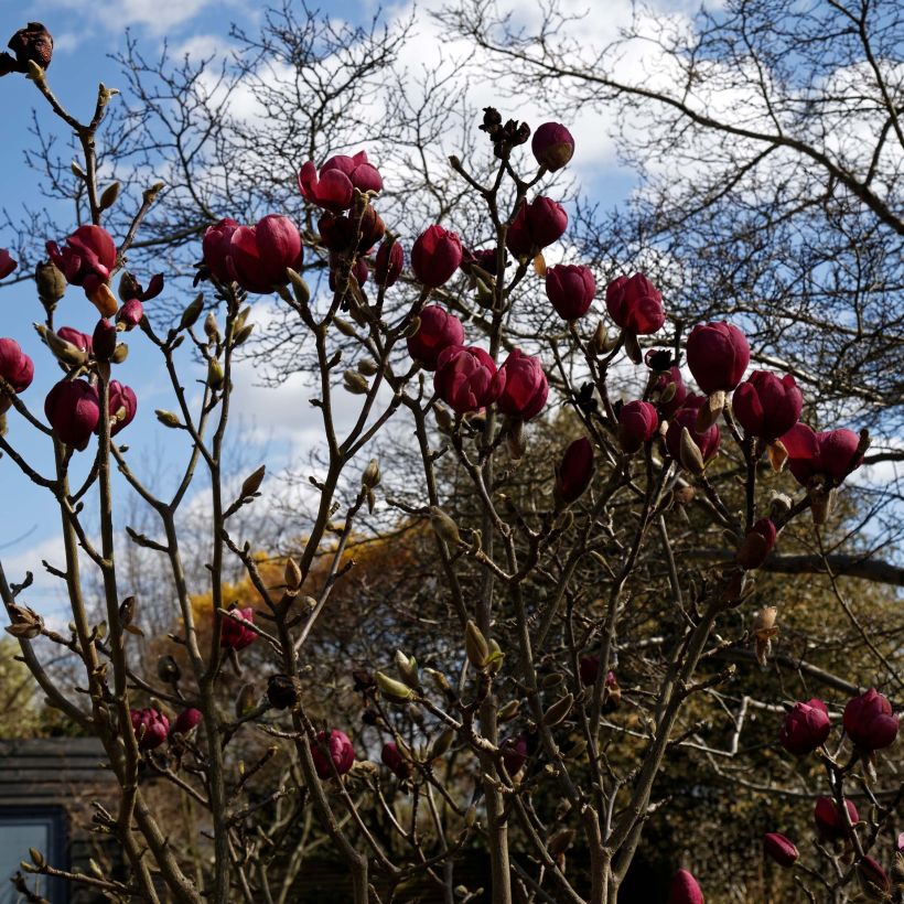Magnolia Black Tulip - Magnolie (Plant habit)