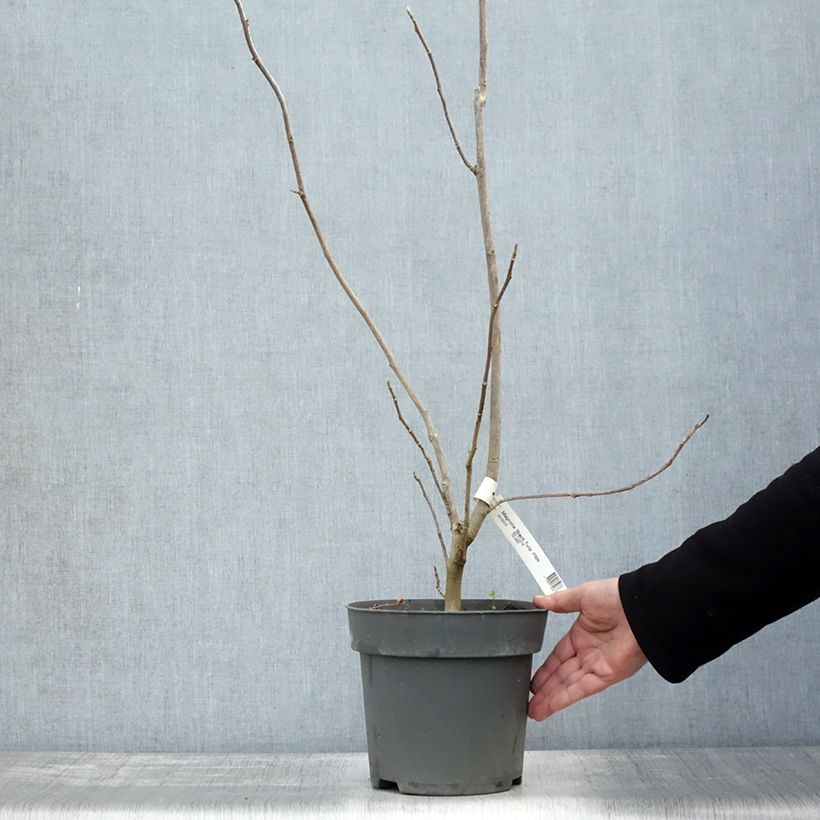 Example of Magnolia Black Tulip - Magnolie Topf mit 4L/5L as you get in automne