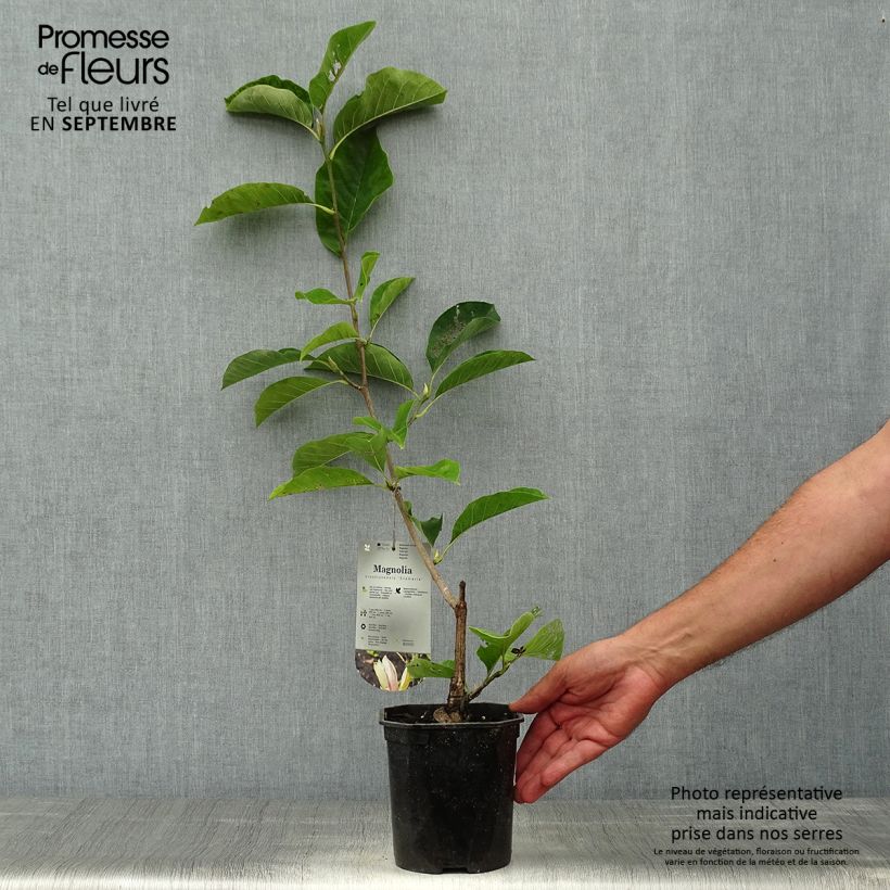 Example of Magnolia brooklynensis Eva Maria - Magnolie Topf mit 2L/3L as you get in automne