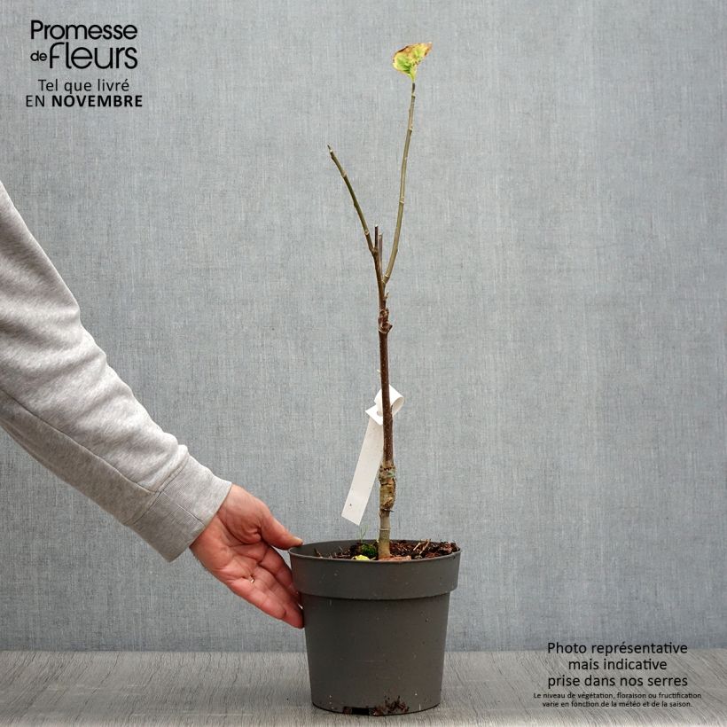 Example of Magnolia brooklynensis Yellow Bird - Magnolie Topf mit 3L/4L as you get in automne