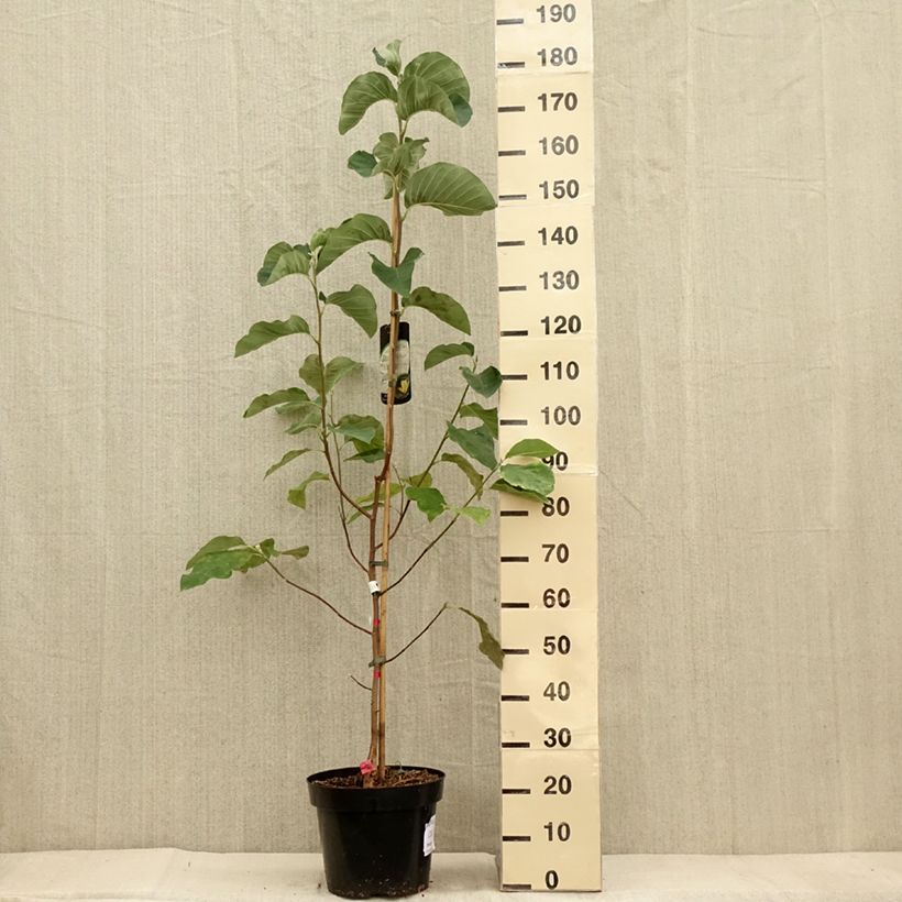 Example of Magnolia acuminata Daphne - Gurken-Magnolie Topf mit 7,5L/10L as you get in automne