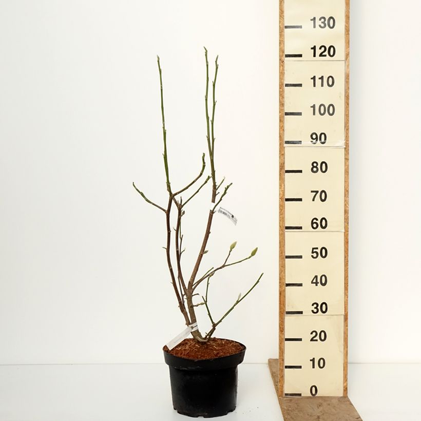 Exemplar von Magnolia Daybreak - Magnolie Topf mit 7,5L/10L wie im Winter geliefert