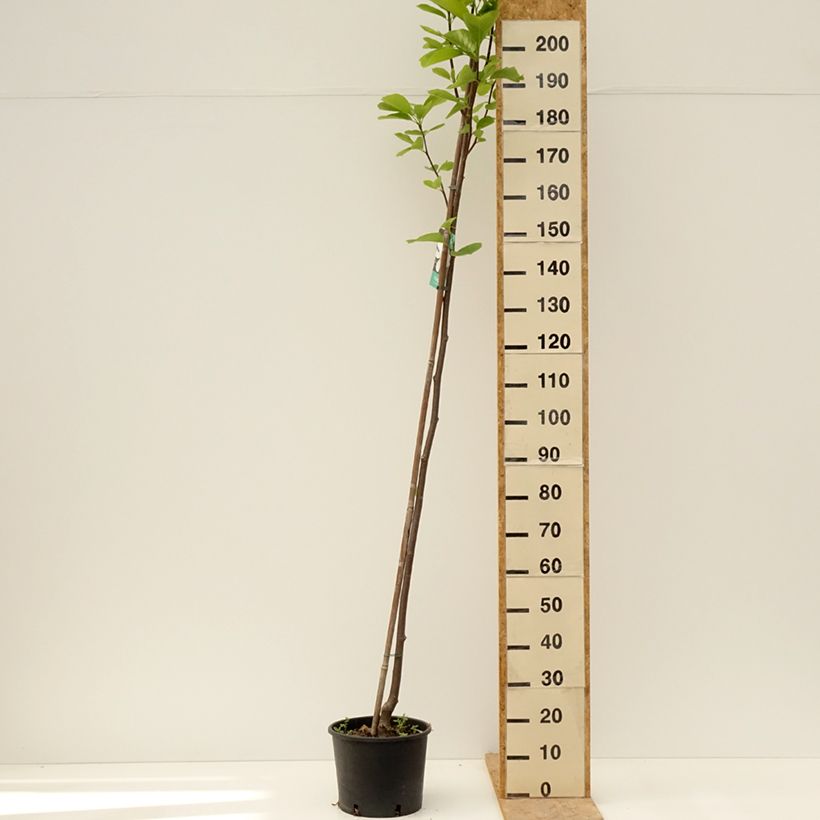Example of Magnolia denudata Double Diamond - Yulan-Magnolie Topf mit 7,5L/10L as you get in printemps