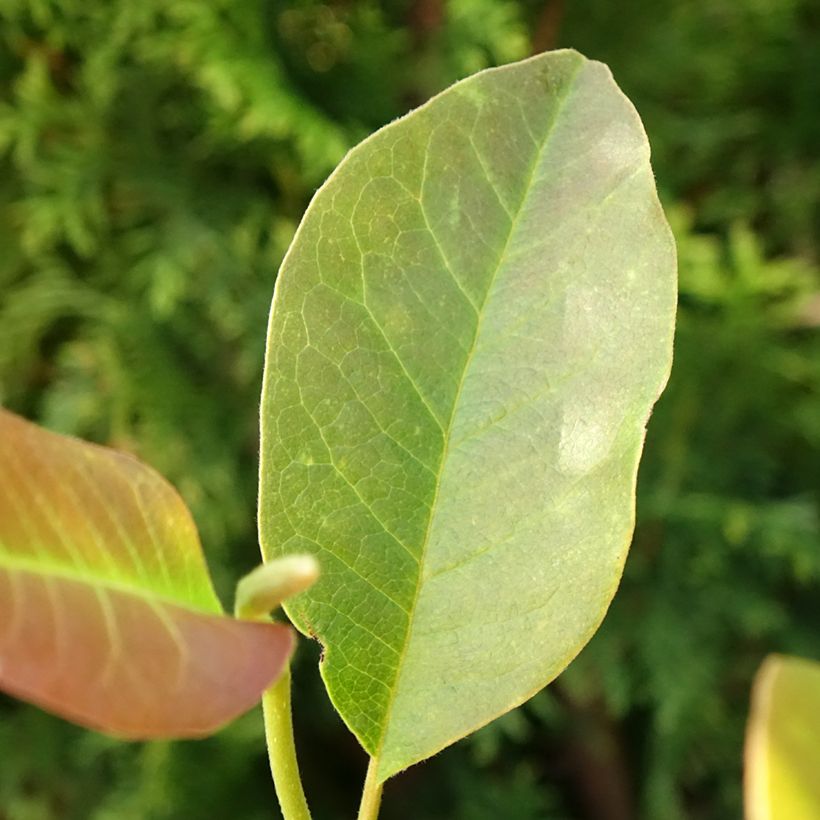 Magnolia denudata Festirose - Yulan-Magnolie (Foliage)
