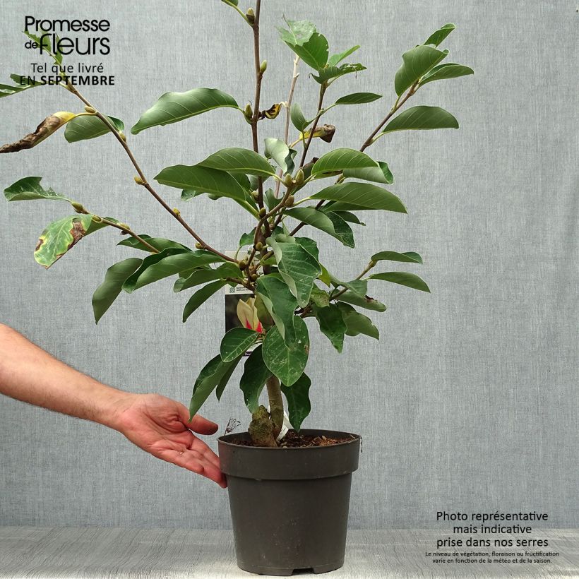 Example of Magnolia denudata Sunrise - Yulan-Magnolie Topf mit 3L/4L as you get in automne
