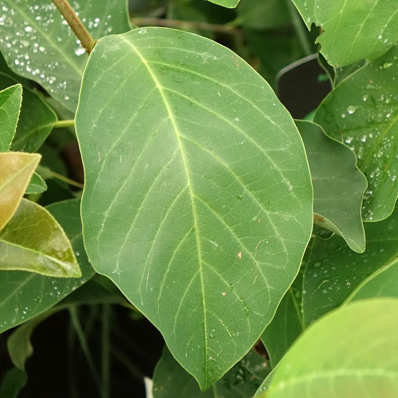 Magnolia denudata Sunrise - Yulan-Magnolie (Foliage)