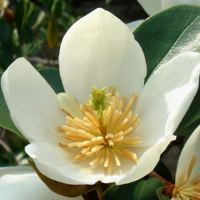 Magnolia dianica Summer Snowflake - Magnolie (Flowering)