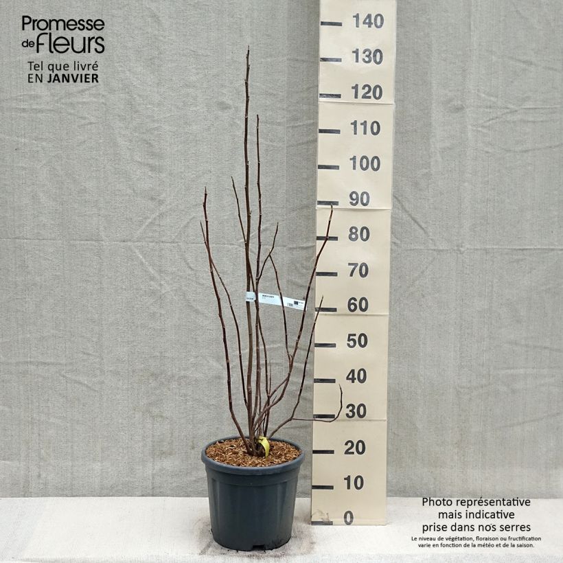 Example of Magnolia Elisabeth - Magnolie Topf mit 7,5L/10L as you get in hiver