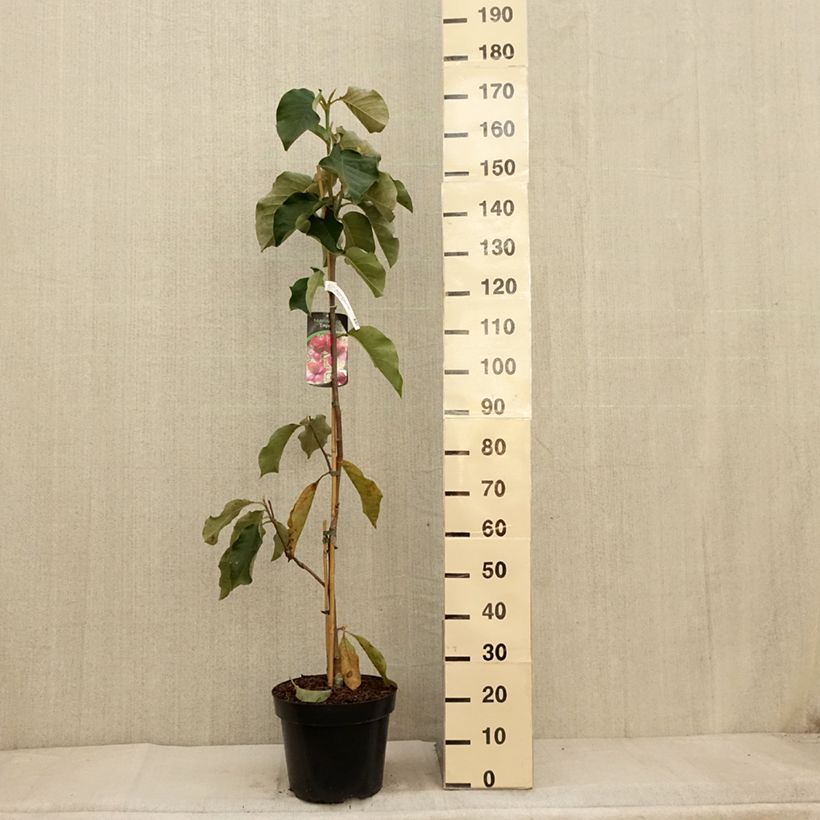 Example of Magnolia soulangeana Emperor - Tulpen-Magnolie Topf mit 7,5L/10L as you get in automne