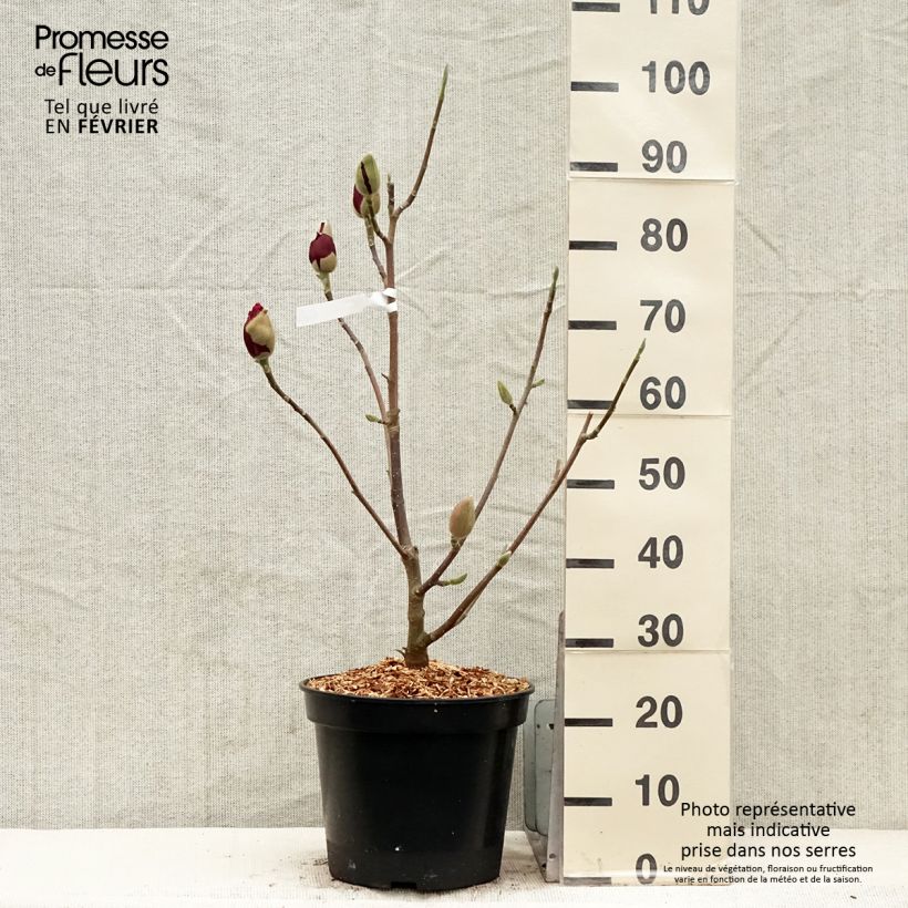 Exemplar von Magnolia soulangeana Emperor - Tulpen-Magnolie Topf mit 7,5L/10L wie im Winter geliefert