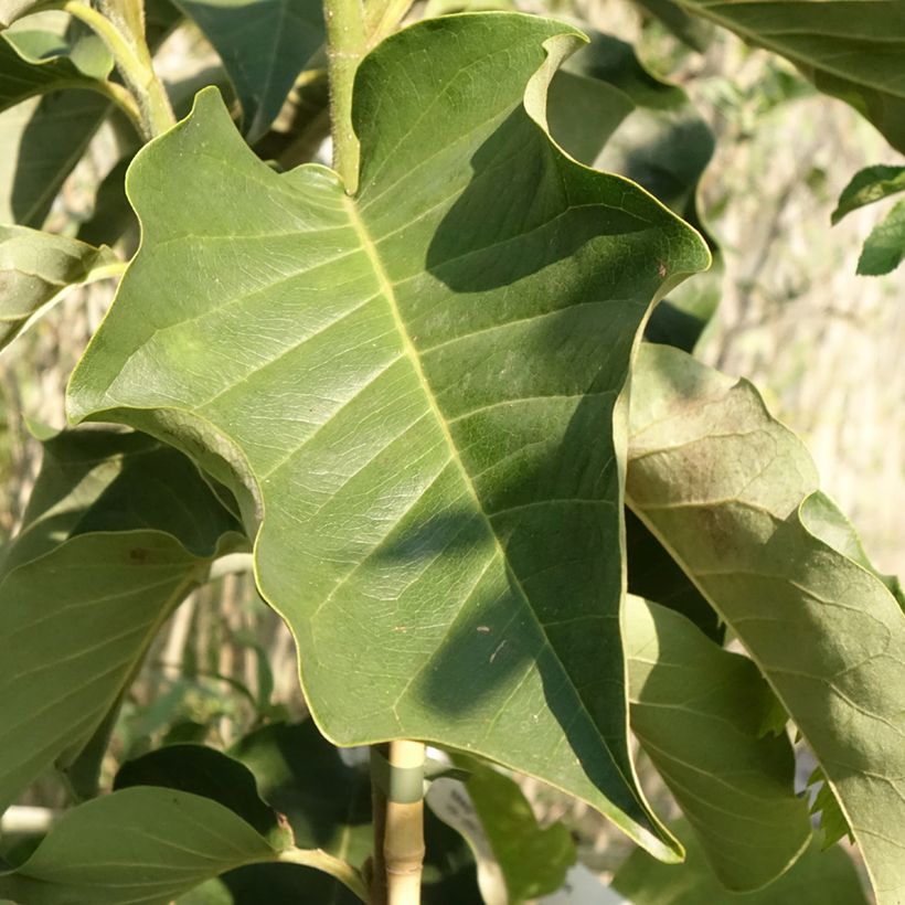 Magnolia soulangeana Emperor - Tulpen-Magnolie (Foliage)