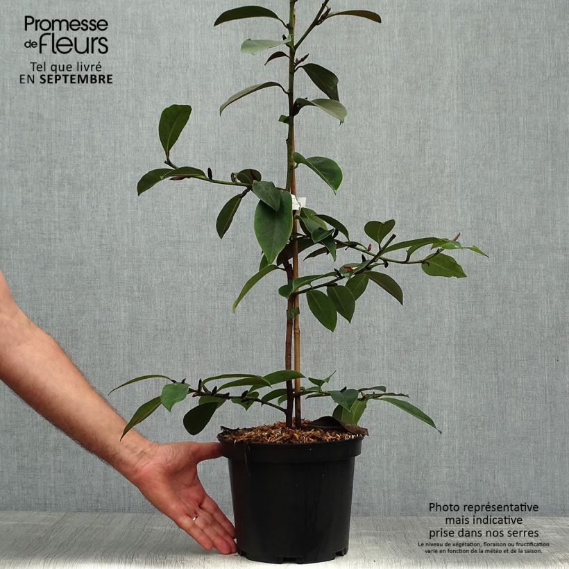 Example of Magnolia doltsopa Fairy White - Magnolie Topf mit 4L/5L as you get in automne