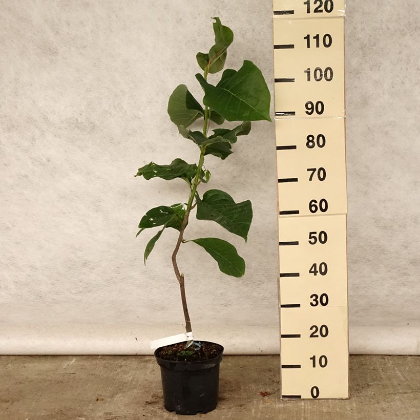 Exemplar von Magnolia Felix Jury - Magnolie Topf mit 4L/5L wie im Sommer geliefert