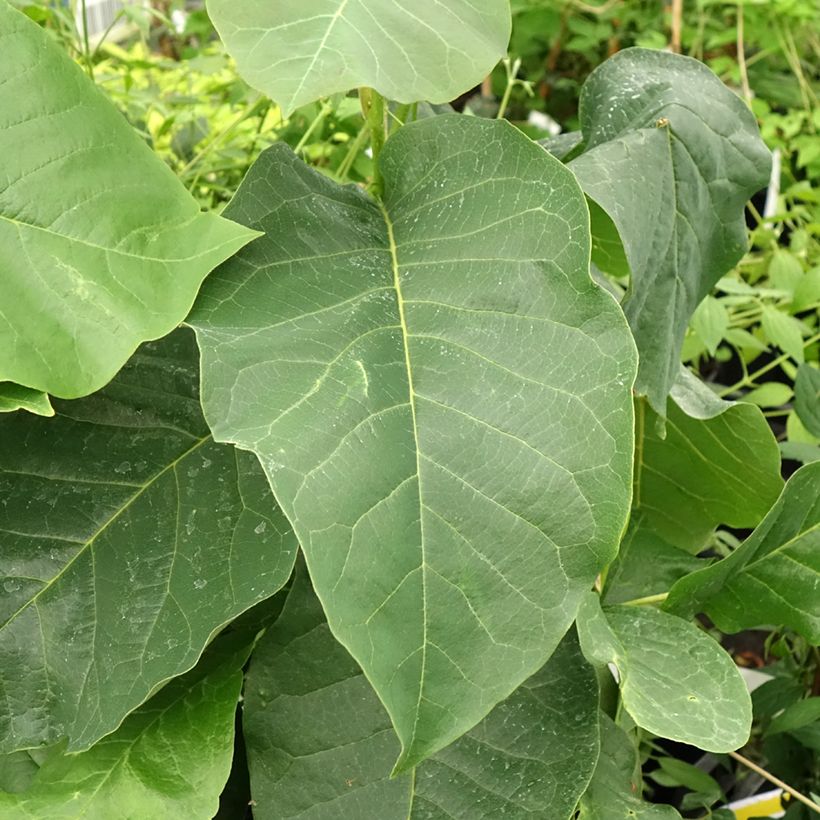 Magnolia Felix Jury - Magnolie (Foliage)