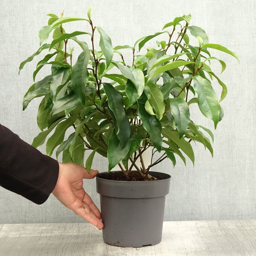 Example of Magnolia figo Stellar Ruby - Bananenstrauch Topf mit 3L/4L as you get in automne