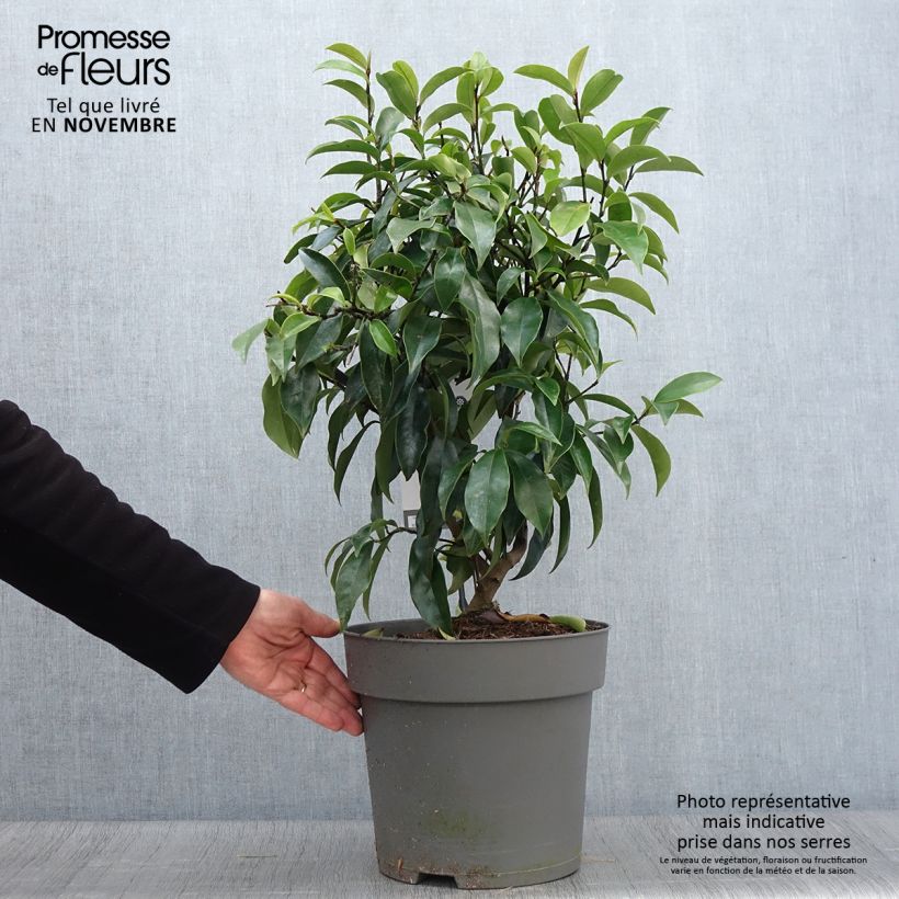 Example of Magnolia figo Stellar Ruby - Bananenstrauch Topf mit 6L/7L as you get in automne