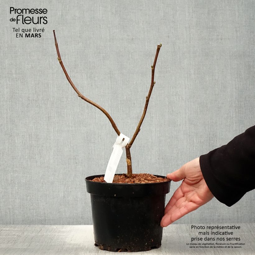 Example of Magnolia acuminata Flamingo - Gurken-Magnolie Topf mit 3L/4L as you get in printemps