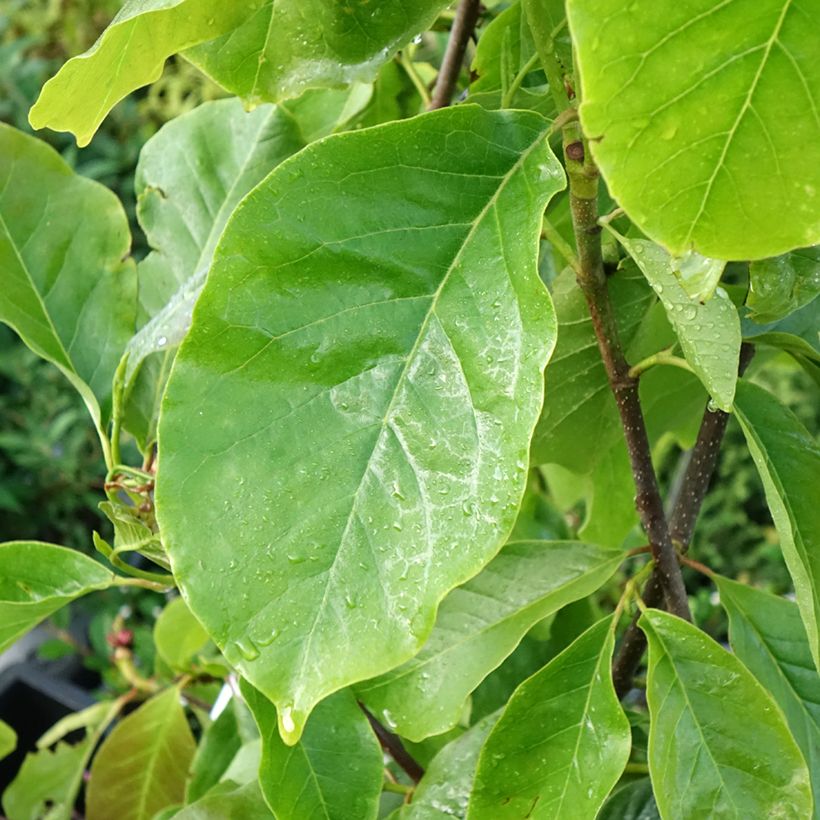 Magnolia soulangeana Frank's masterpiece - Tulpen-Magnolie (Foliage)