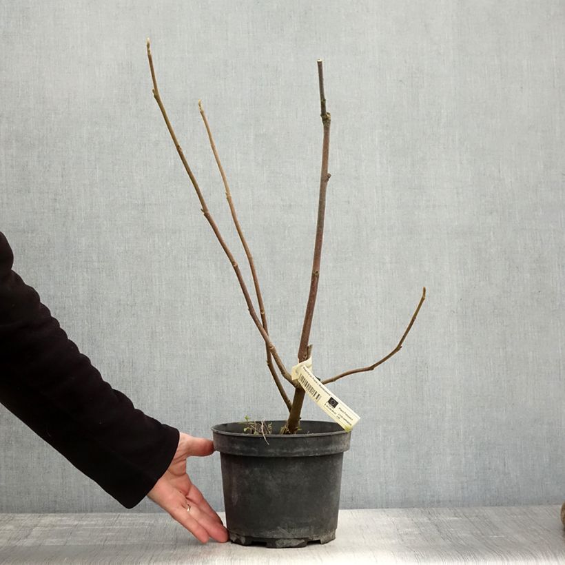 Example of Magnolia soulangeana Frank's masterpiece - Tulpen-Magnolie Topf mit 3L/4L as you get in automne