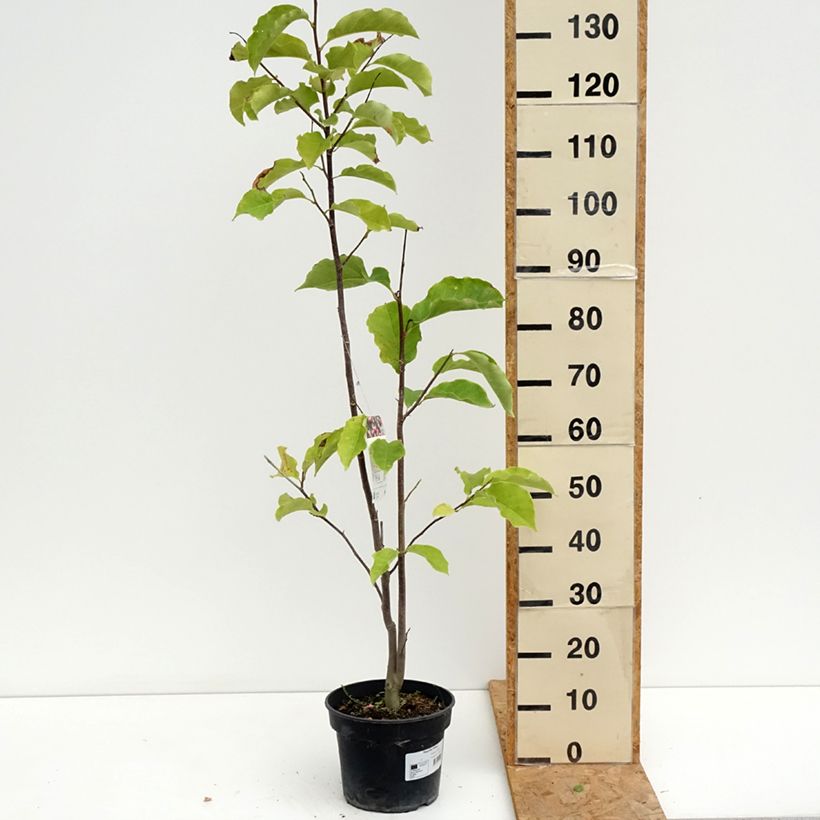 Example of Magnolia Galaxy - Magnolie Topf mit 4L/5L as you get in ete