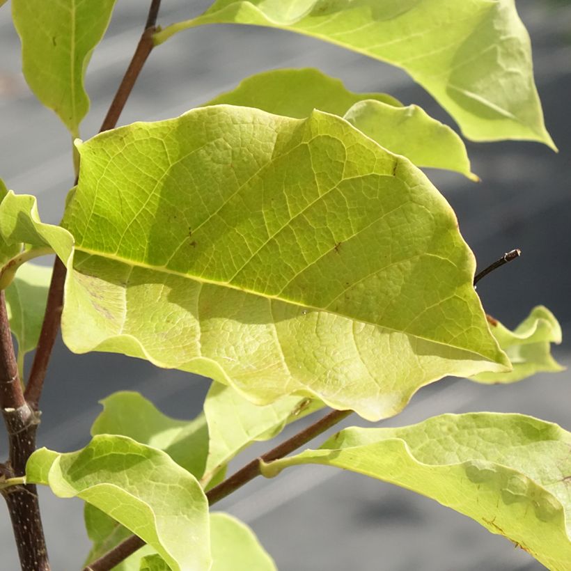Magnolia Galaxy - Magnolie (Foliage)