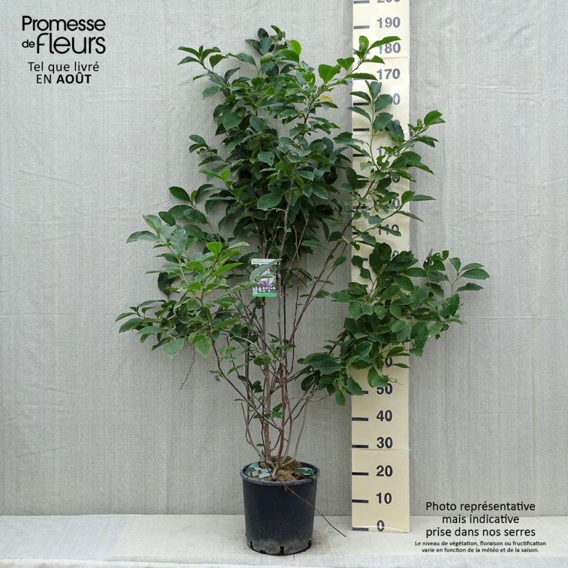 Exemplar von Magnolia George Henry Kern - Magnolie Topf mit 7,5L/10L wie im Sommer geliefert