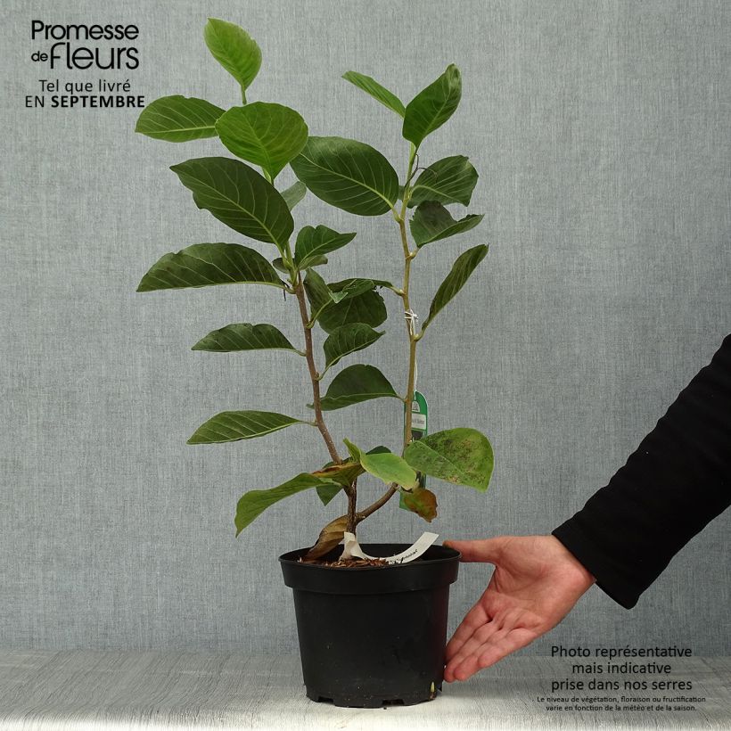 Example of Magnolia Gold Star - Magnolie Topf mit 2L/3L as you get in automne