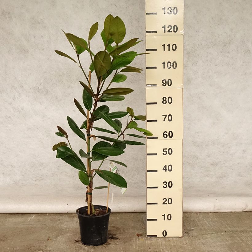 Exemplar von Magnolia grandiflora Treyve - Immergrüne Magnolie Topf mit 4L/5L, Stämmchen wie im Sommer geliefert