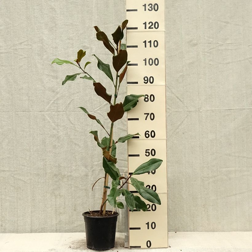 Exemplar von Magnolia grandiflora Bracken's Brown Beauty - Immergrüne Magnolie Topf mit 4L/5L wie im Frühjahr geliefert