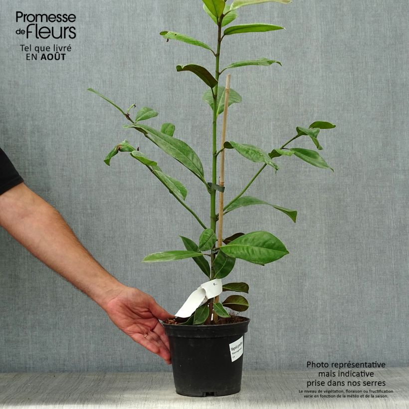 Exemplar von Magnolia grandiflora Ferruginea - Immergrüne Magnolie Topf mit 1,5L/2L wie im Sommer geliefert