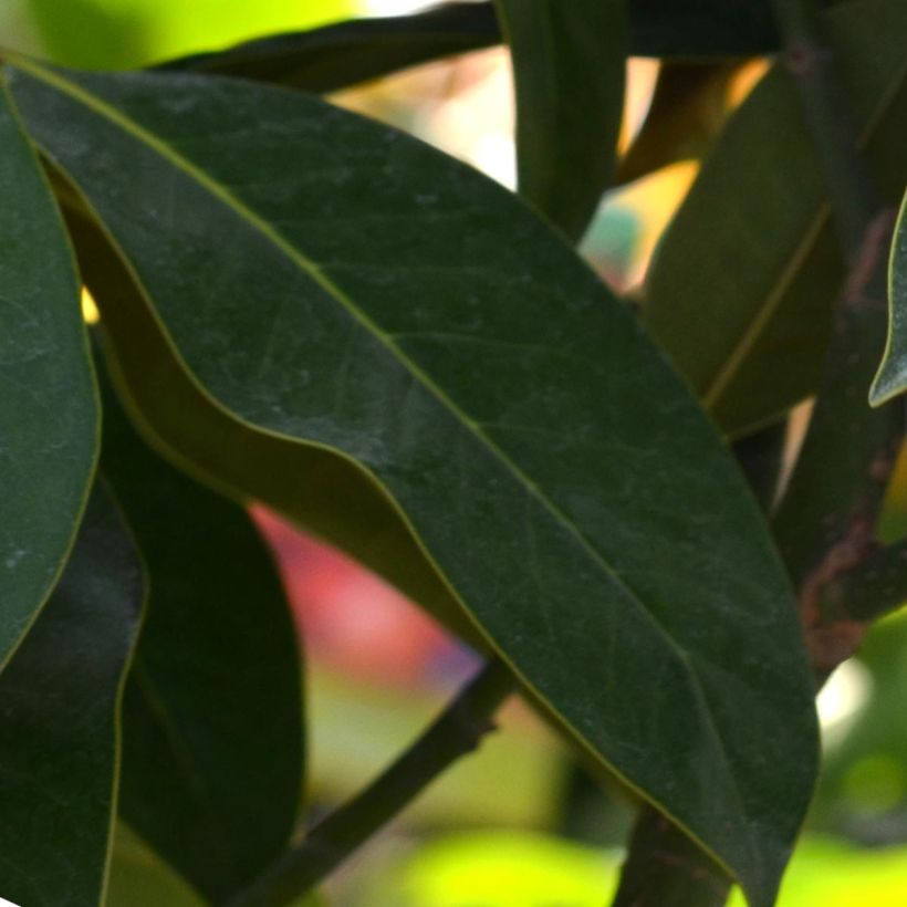 Magnolia grandiflora Galissonière - Immergrüne Magnolie (Foliage)