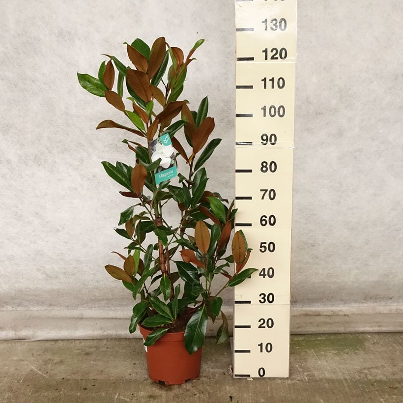 Example of Magnolia grandiflora Galissonière - Immergrüne Magnolie Topf mit 7,5L/10L as you get in automne