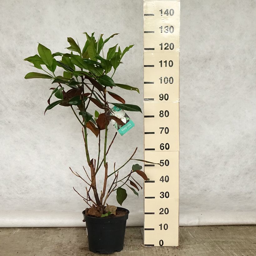 Exemplar von Magnolia grandiflora Galissonière - Immergrüne Magnolie Topf mit 7,5L/10L wie im Frühjahr geliefert