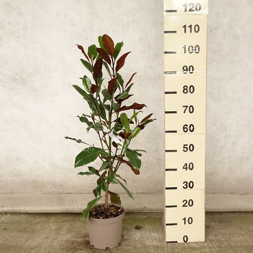 Example of Magnolia grandiflora Kay Parris - Immergrüne Magnolie Topf mit 4L/5L as you get in ete