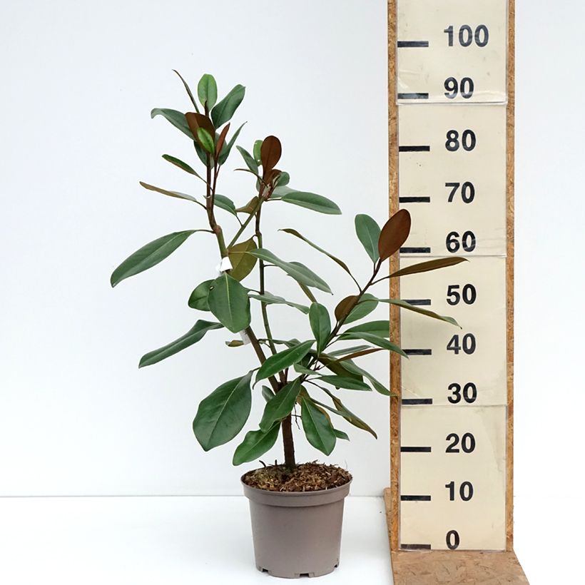 Exemplar von Magnolia grandiflora Mainstreet - Immergrüne Magnolie Topf mit 4L/5L wie im Herbst geliefert