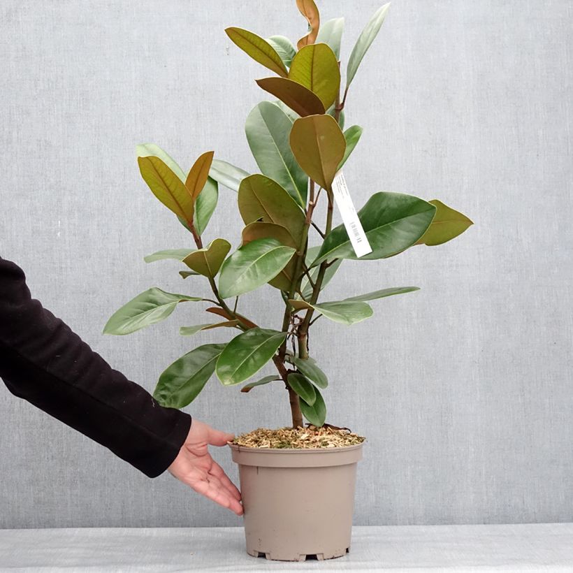 Example of Magnolia grandiflora Mainstreet - Immergrüne Magnolie Topf mit 4L/5L as you get in hiver