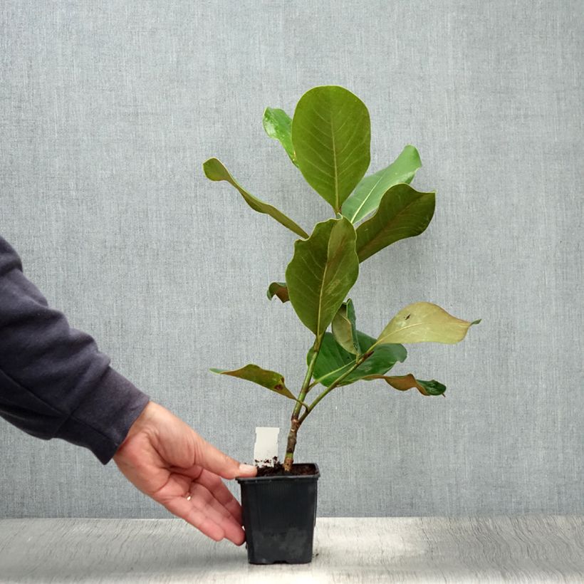 Example of Magnolia grandiflora Mont blanc - Immergrüne Magnolie Topf 10 cm/11cm as you get in ete