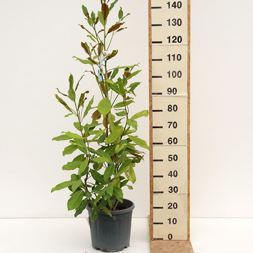 Example of Magnolia grandiflora Nana - Immergrüne Magnolie Topf mit 12L/15L as you get in ete