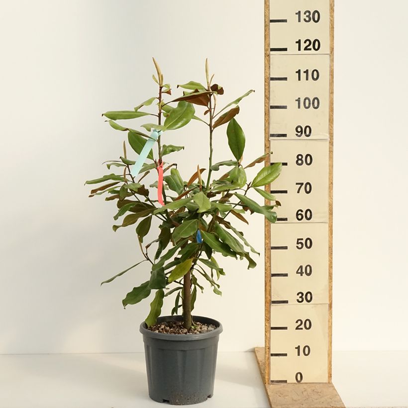 Exemplar von Magnolia grandiflora Nana - Immergrüne Magnolie Topf mit 12L/15L wie im Frühjahr geliefert