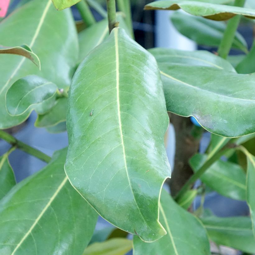 Magnolia grandiflora Nana - Immergrüne Magnolie (Foliage)