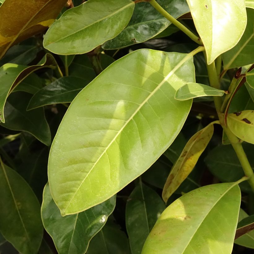 Magnolia grandiflora Victoria - Immergrüne Magnolie (Foliage)