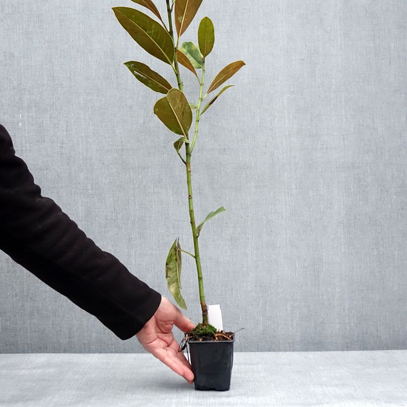 Example of Magnolia grandiflora Victoria - Immergrüne Magnolie Topf 10 cm/11cm as you get in hiver