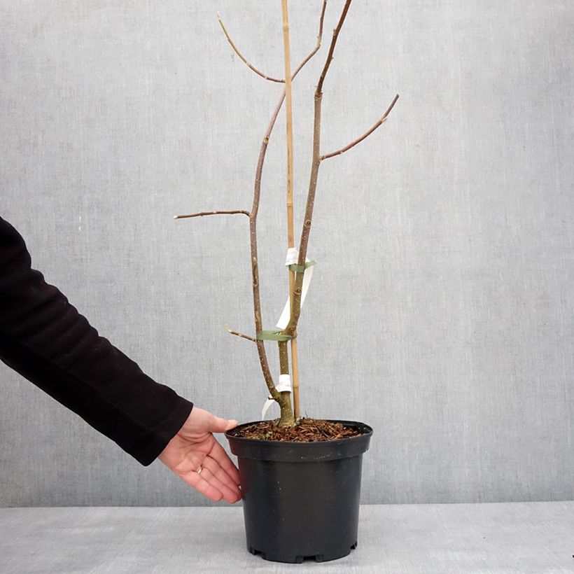 Example of Magnolia Tina Durio - Magnolie Topf mit 4L/5L as you get in hiver