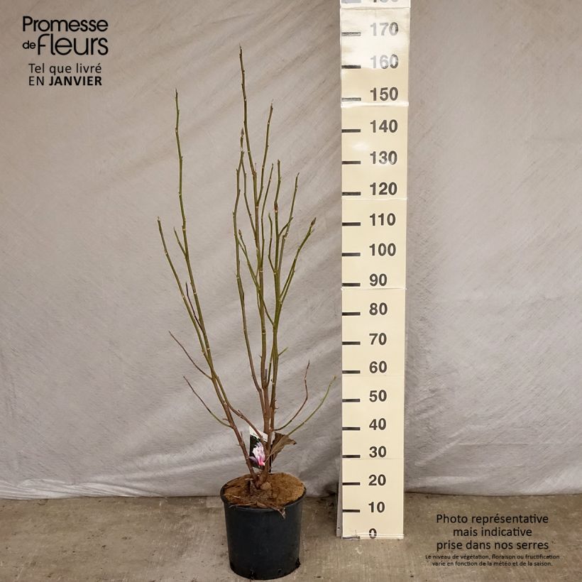 Exemplar von Magnolia Heaven Scent - Magnolie Topf mit 12L/15L wie im Winter geliefert