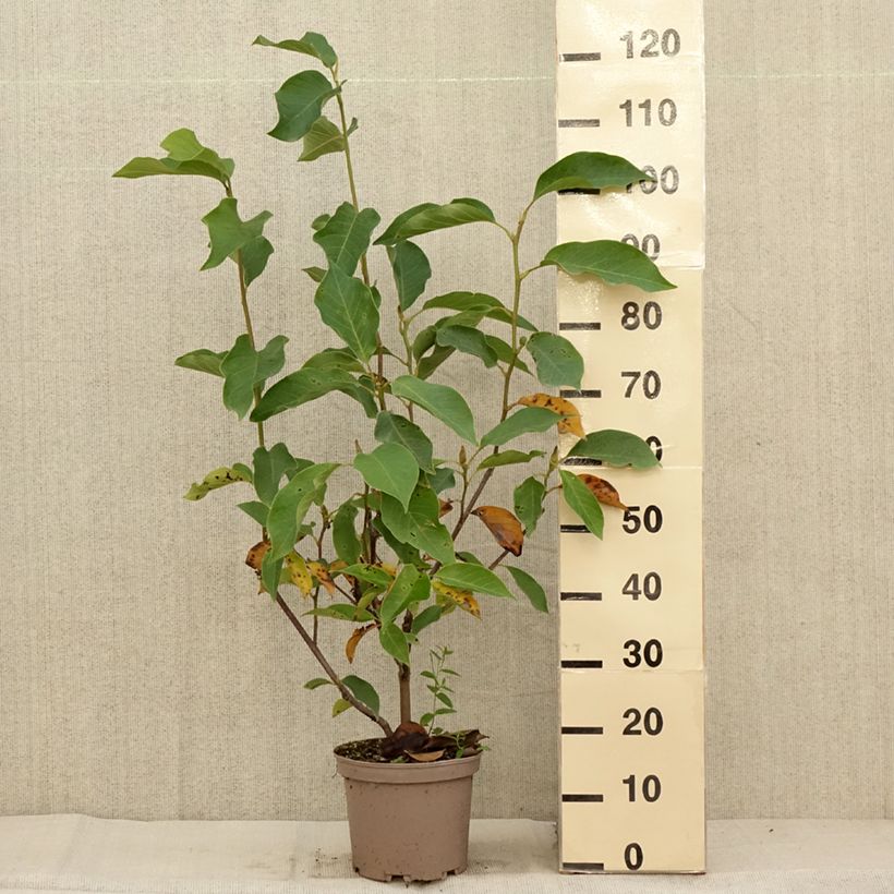 Example of Magnolia Heaven Scent - Magnolie Topf mit 4L/5L as you get in automne
